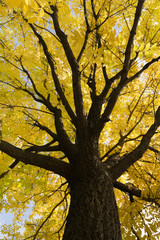 Yellow Leaves Background