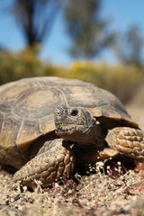 Fototapeta premium Desert Tortoise