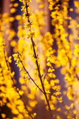 spring plant. nature, background