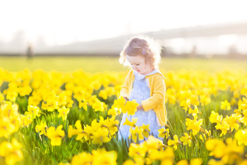 Beautiful curly toddler girl collecting daffodils in field