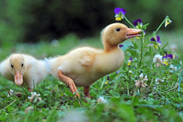 Young duck