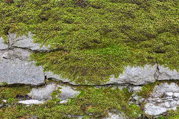 Old stone wall with moss and lichen