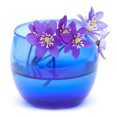 Anemone hepatica