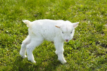 baby goats in pasture
