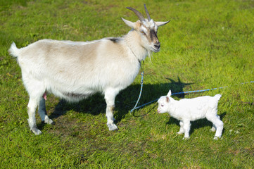 goat and baby goat