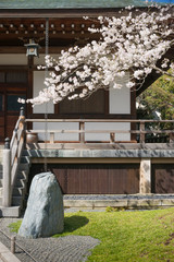 Sakura at shinto shrine in Japan