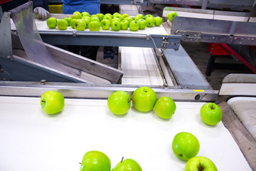 Apples in a Packing Plant