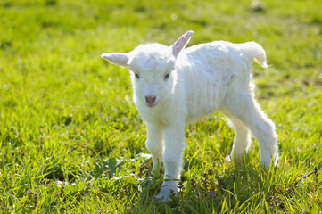 Fototapeta premium young baby goat