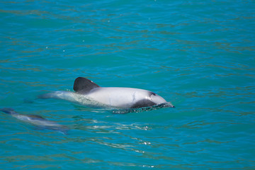 Naklejka premium Hectors Dolphin