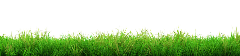 gorgeous green grass summer isolated on white background