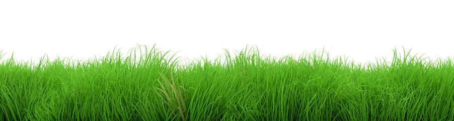 Fototapeta premium wspaniały zielony trawa lato na białym tle