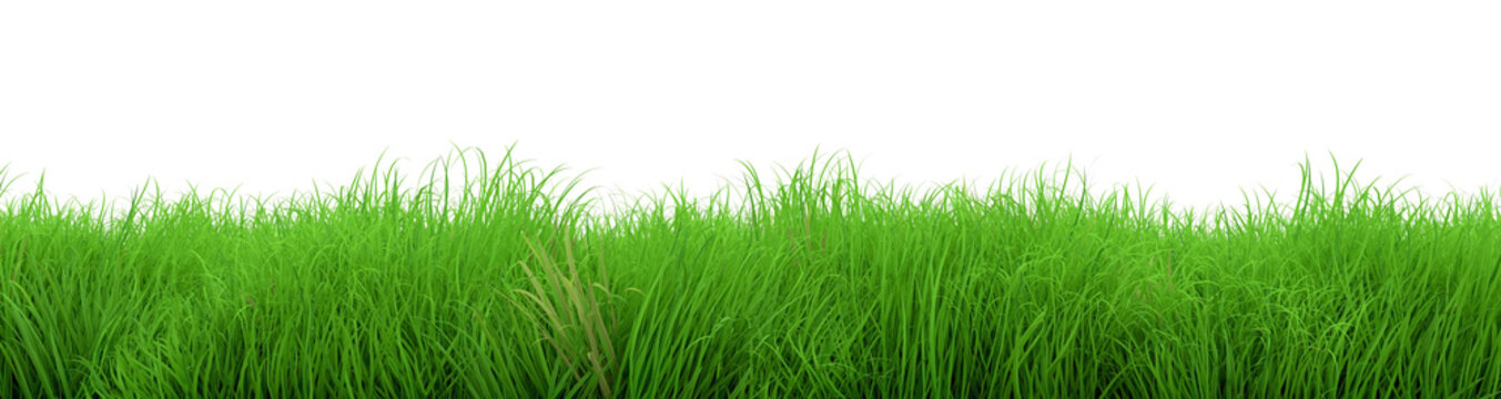 gorgeous green grass summer isolated on white background