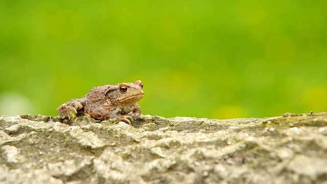 Toad frog on a wooden bark and green background
