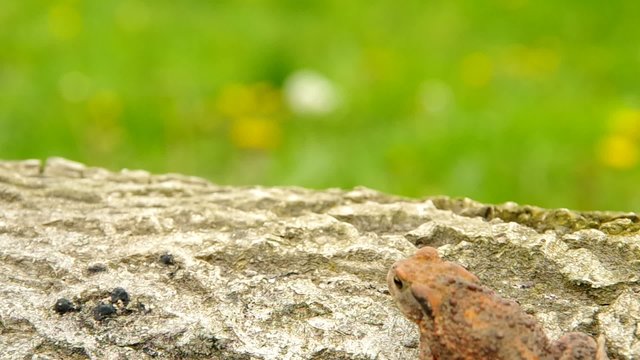 Toad frog on a wooden bark and green background