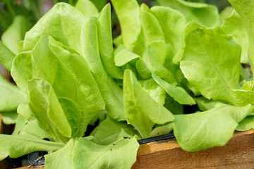 Kopfsalat, Jungpflanzen in Schale