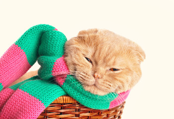 Fototapeta na wymiar Cat wearing a scarf sleeping in a basket on white background