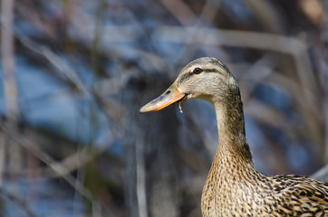 Close Up Profile of a Female Mallard Duck