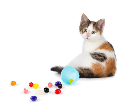 Cute calico kitten sitting next to spilled jelly beans on a whit