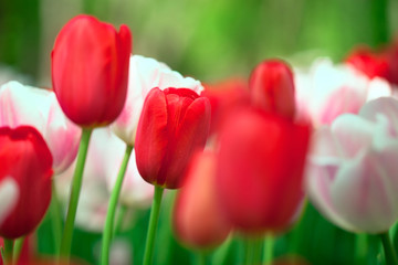 Beautiful tulips background