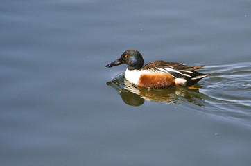 Northern Shoveler Swimming in a Lake