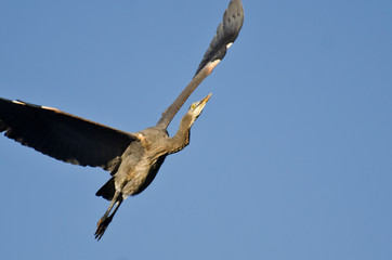 Great Blue Heron Flying in a Blue Sky