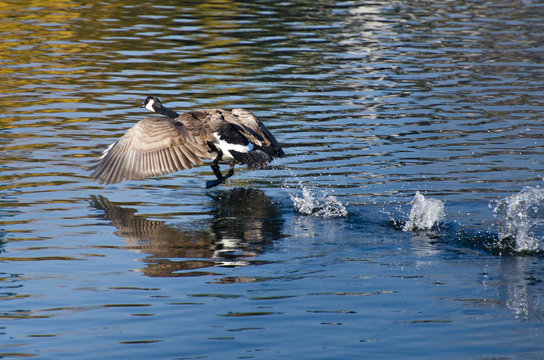 Canada Goose Taking Off From Water