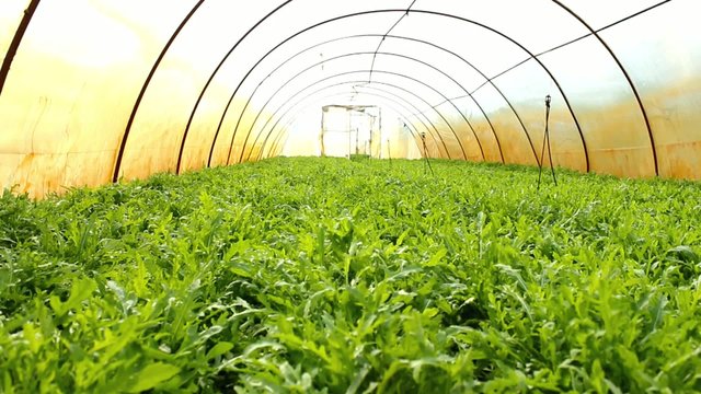 Organic Rucola Aragula Salad Greenhouse 
