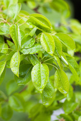 Green leaves with water drops
