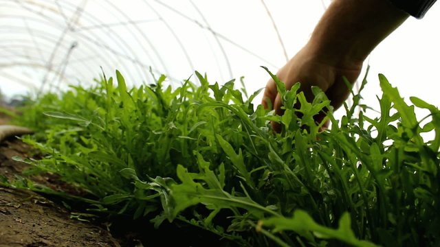 Organic Rucola Aragula Salad Greenhouse 