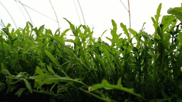 Organic Rucola Aragula Salad Greenhouse 
