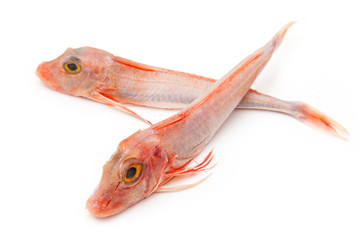 Fototapeta premium Gurnard fish isolated on white.