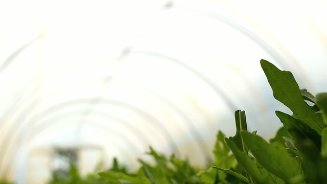 Organic Rucola Aragula Salad Greenhouse 