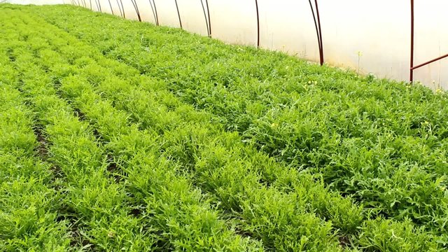Organic Rucola Aragula Salad Greenhouse 