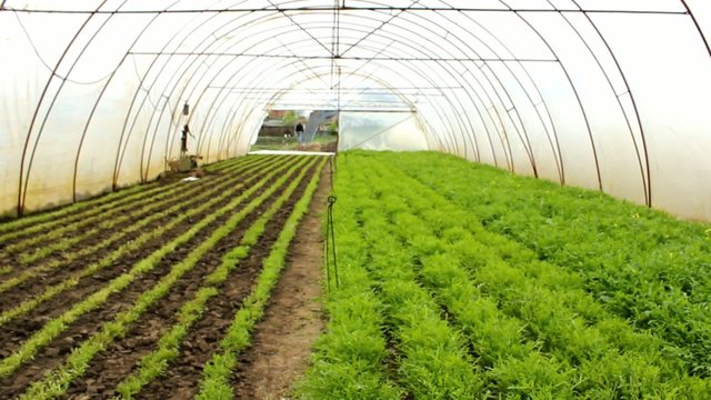 Organic Rucola Aragula Salad Greenhouse 
