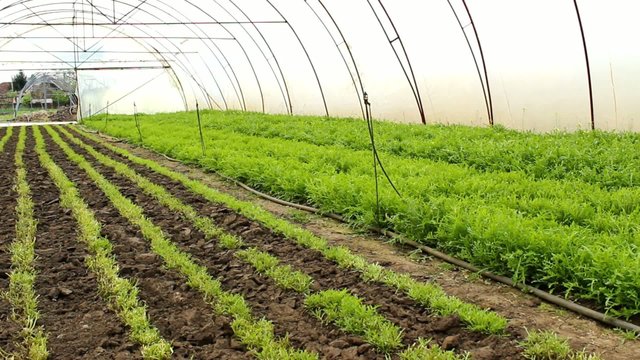 Organic Rucola Aragula Salad Greenhouse 