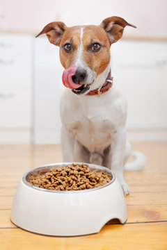 hungry dog