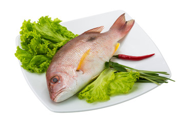 Raw red snapper