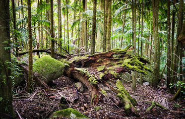 Naklejka premium Forest Conservation