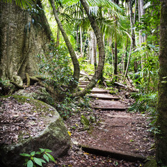 Naklejka premium Forest Path