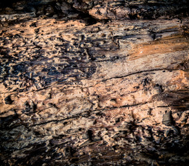 Old Wood Tree Texture