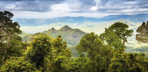 Queensland-Regenwald