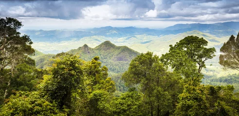 Abwaschbare Fototapete Australien Queensland-Regenwald