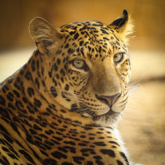 Naklejka premium Close up face of Jaguar animal