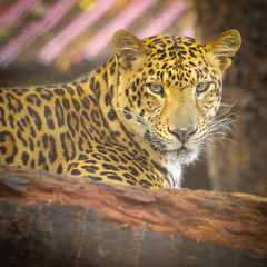 Fototapeta na wymiar Bliska twarz Jaguar zwierząt