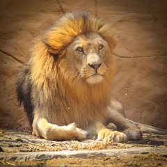 Close up Lion sitting