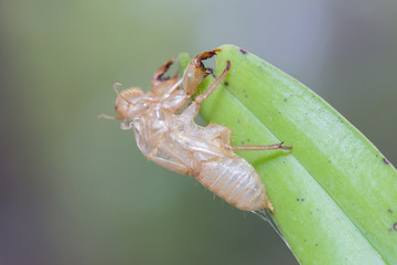 Cicadas