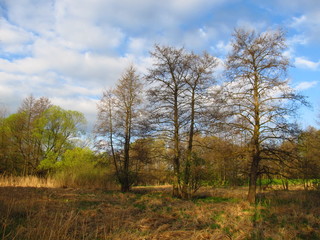 Fototapeta premium Spring landscape with trees and dry grass