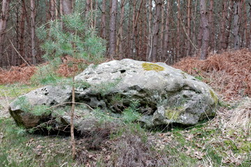 Rocher dans la forêt