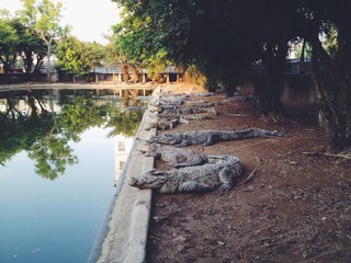 Crocodile farm in Vietnam