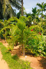 Obraz premium tropical garden
